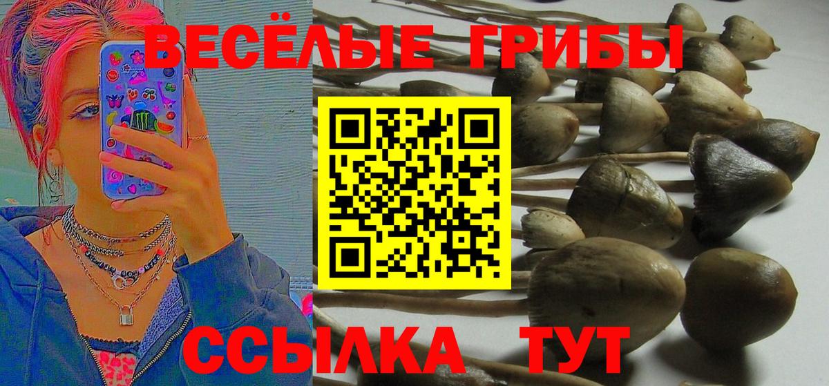 Псилоцибиновые грибы мицелий Павловский Посад